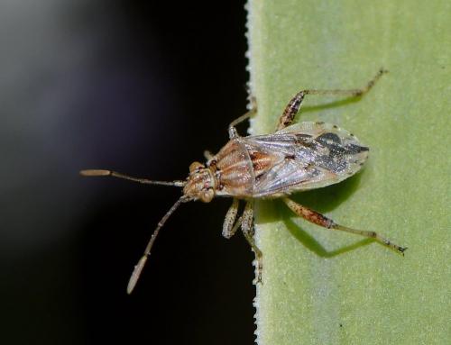 Stictopleurus sp.